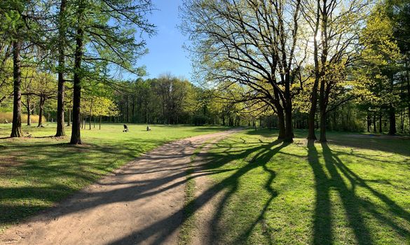 Panorama of first days of spring in a forest, long shadows, blue sky, Buds of trees, Trunks of birches