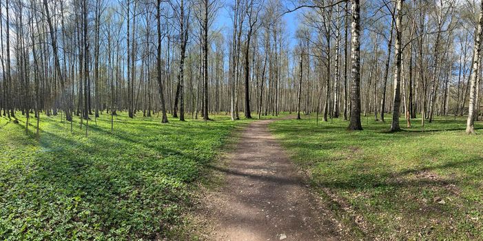 Panorama of first days of spring in a forest, long shadows, blue sky, Buds of trees, Trunks of birches