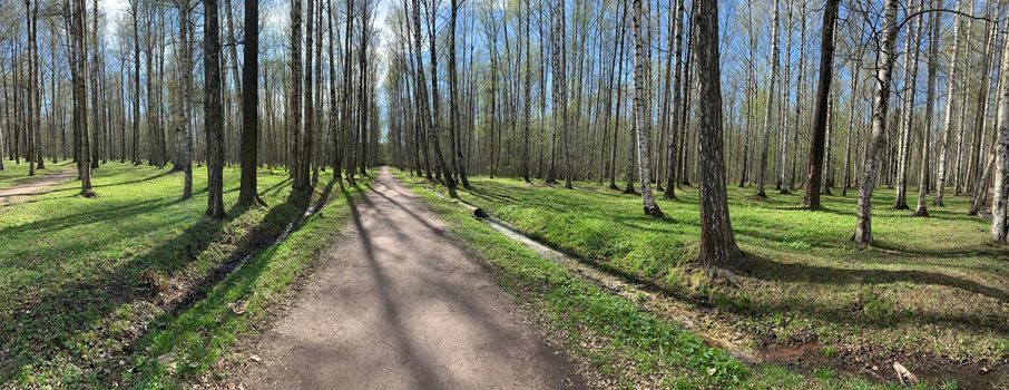 Panorama of first days of spring in a forest, long shadows, blue sky, Buds of trees, Trunks of birches