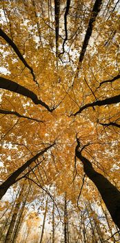 Vertical panoramic image, Yellow crowns, Panorama of first days of autumn in a park, blue sky, Buds of trees, Trunks of birches, sunny day, perspective
