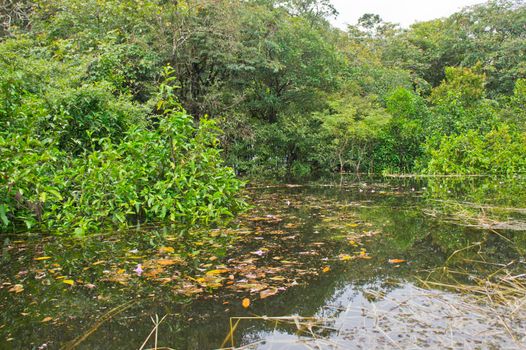 Amazon Basin swamp Brazil, South America