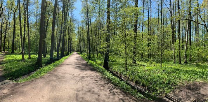 Panorama of first days of spring in a forest, long shadows, blue sky, Buds of trees, Trunks of birches