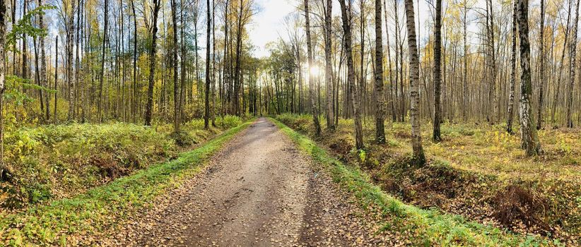 Panorama of first days of autumn in a park, long shadows, blue sky, Buds of trees, Trunks of birches, sunny day, path in the woods, yellow leafs, perspective