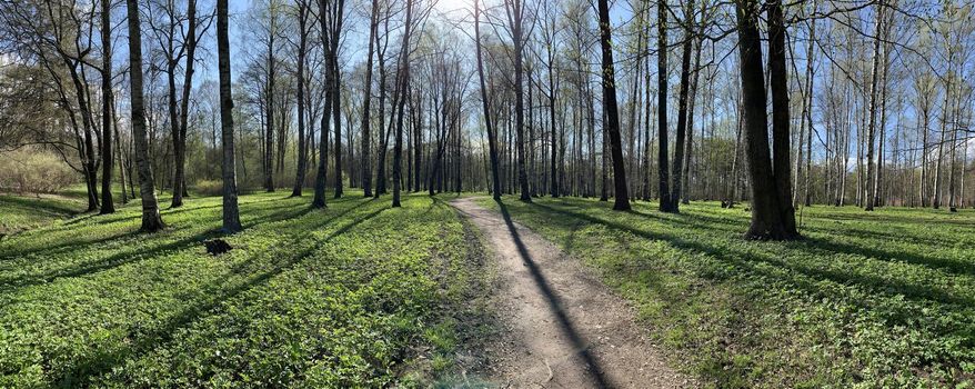 Panorama of first days of spring in a forest, long shadows, blue sky, Buds of trees, Trunks of birches