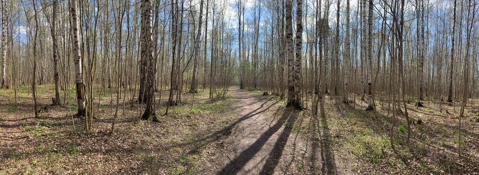 Panorama of first days of spring in a forest, long shadows, blue sky, Buds of trees, Trunks of birches