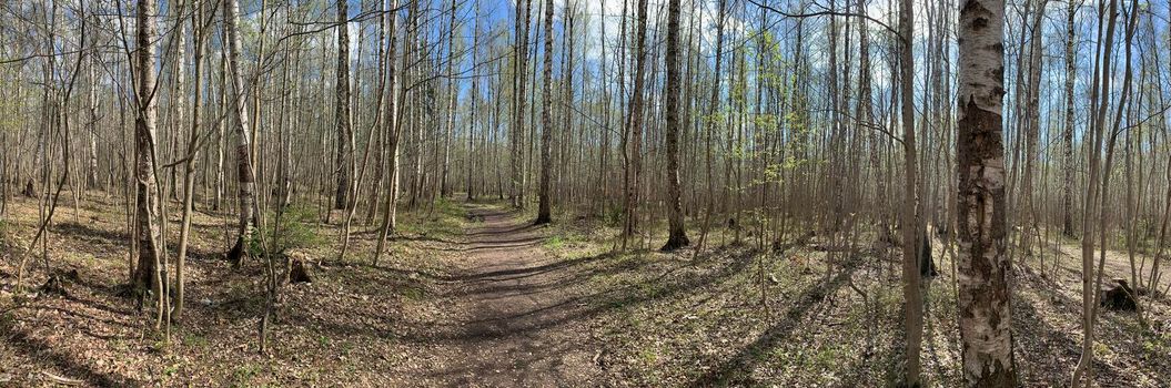 Panorama of first days of spring in a forest, long shadows, blue sky, Buds of trees, Trunks of birches