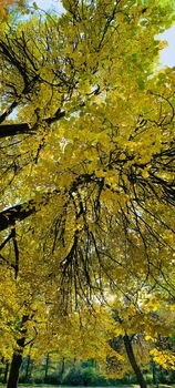 Vertical panoramic image, Yellow crowns, Panorama of first days of autumn in a park, blue sky, Buds of trees, Trunks of birches, sunny day, perspective