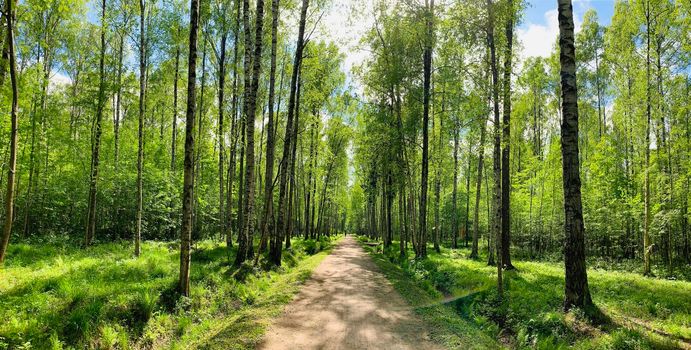 Panoramic image of the straight path in the forest among birch trunks in sunny weather, sun rays break through the foliage, nobody. High quality photo