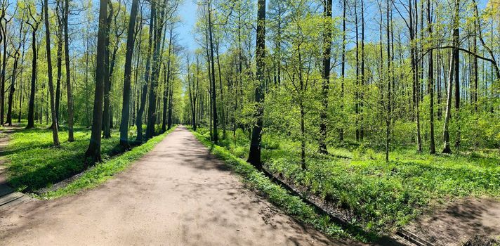 Panorama of first days of spring in a forest, long shadows, blue sky, Buds of trees, Trunks of birches