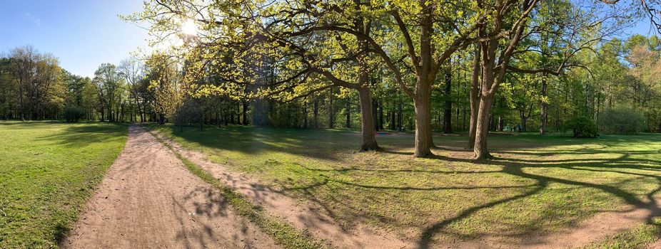 Panorama of first days of spring in a forest, long shadows, blue sky, Buds of trees, Trunks of birches