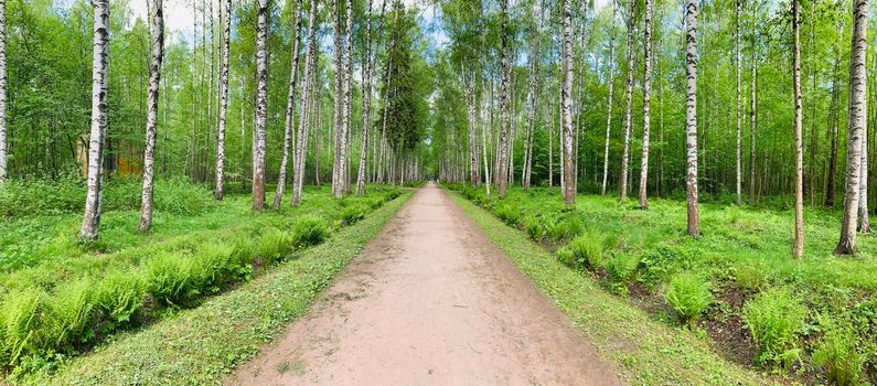 Panoramic image of the straight path in the forest among birch trunks in sunny weather, sun rays break through the foliage, nobody. High quality photo