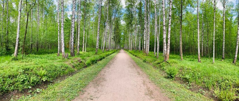 Panoramic image of the straight path in the forest among birch trunks in sunny weather, sun rays break through the foliage, nobody. High quality photo