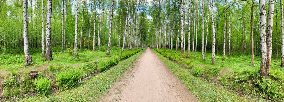 Panoramic image of the straight path in the forest among birch trunks in sunny weather, sun rays break through the foliage, nobody. High quality photo