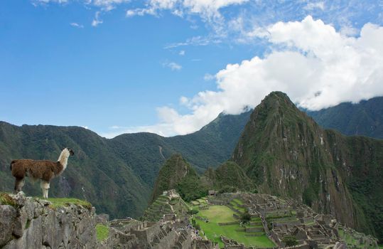 Llamas in Machu Picchu on a sunny day, Peru, South America