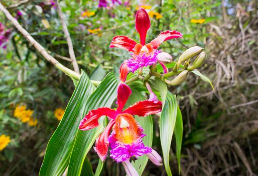 Self grown Orchids in Machu Picchu, Peru, South America