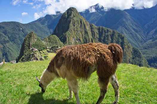 Llamas in Machu Picchu on a sunny day, Peru, South America