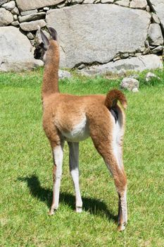 Llamas in Machu Picchu on a sunny day, Peru, South America