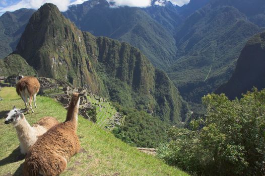 Llamas in Machu Picchu on a sunny day, Peru, South America