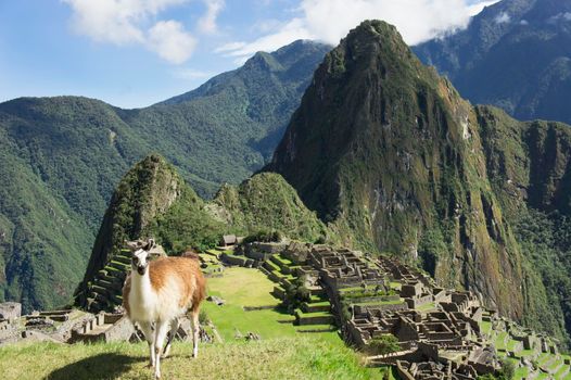 Llamas in Machu Picchu on a sunny day, Peru, South America