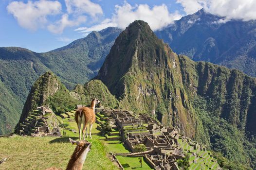 Llamas in Machu Picchu on a sunny day, Peru, South America