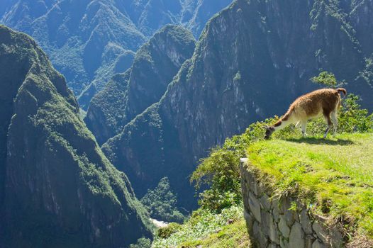 Llamas in Machu Picchu on a sunny day, Peru, South America