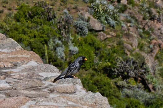 Colca Valley, Peru, South America