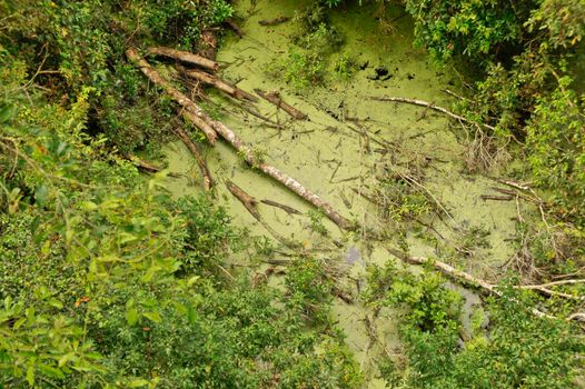 Amazon Basin Jungle, Tambopata National Reserve, Peru, South America