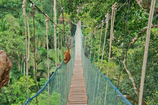 Amazon Basin Jungle, Suspended bridge between two big trees, Peru, South America