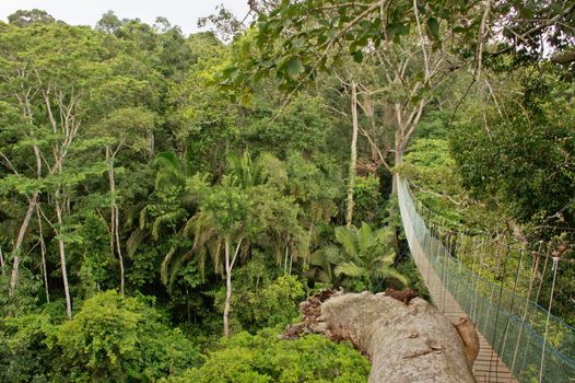 Amazon Basin Jungle, Suspended bridge between two big trees, Peru, South America