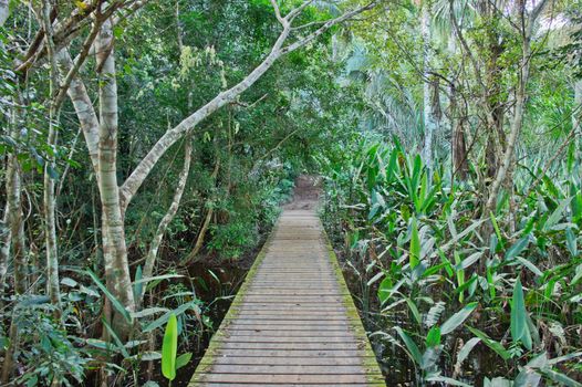 Amazon Basin Jungle, Tambopata National Reserve, Peru, South America