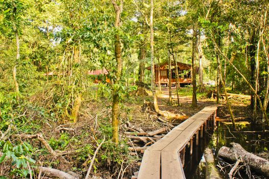 Amazon Basin Jungle, Tambopata National Reserve, Peru, South America