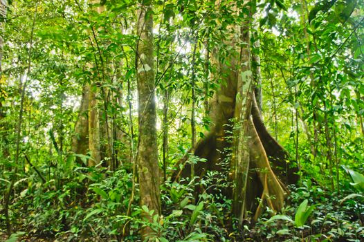 Amazon Basin Jungle, Tambopata National Reserve, Peru, South America