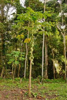 Amazon Basin Jungle, Tambopata National Reserve, Peru, South America