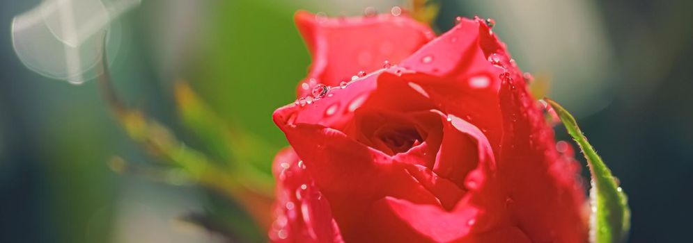 Beautiful garden rose flower and morning dew, floral bloom and beauty in nature closeup