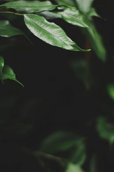 Fresh green leaves in a dark forest, nature and environment concept