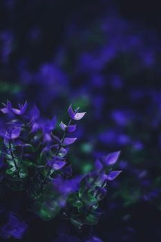 Exotic purple flowers and leaves at night as nature background closeup