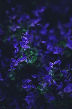 Exotic purple flowers and leaves at night as nature background closeup