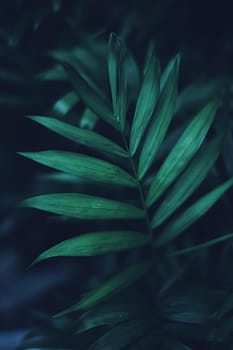 Exotic palm tree leaves, green nature and summer holiday closeup