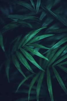 Exotic palm tree leaves, green nature and summer holiday closeup