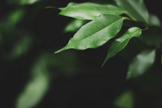 Fresh green leaves in a dark forest, nature and environment concept