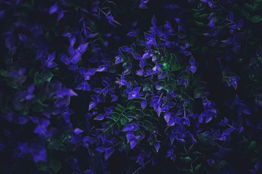 Exotic purple flowers and leaves at night as nature background closeup