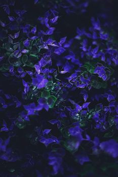 Exotic purple flowers and leaves at night as nature background closeup