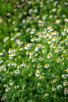 Chamomile flowers field wide background in sun light. Summer Daisies. Beautiful nature scene with blooming medical chamomilles.