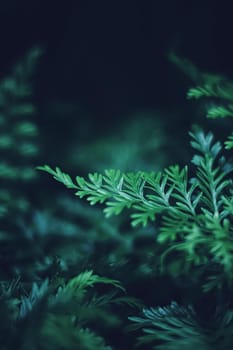 Exotic plant leaves at night as nature background closeup