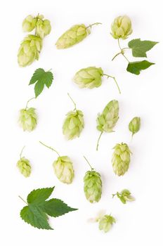 Fresh green hop branch, isolated on a white background. Hop cones for making beer and bread. Close up