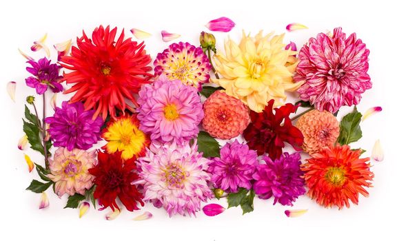 Deautiful flower dahlia isolated on a white background