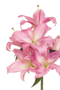 beautiful pink lily, isolated on white