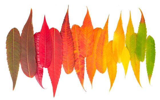 colorful fall leaf background. autumn leaves palette