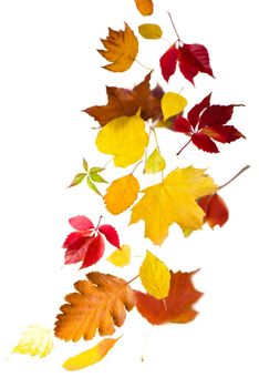 Maple autumn leaves falling to the ground, on white background