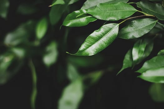 Fresh green leaves in a dark forest, nature and environment concept